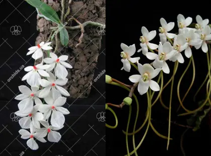 Aerangis rhodosticta x somalensis