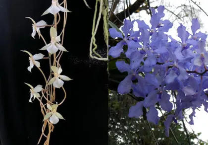 Aerangis kotschyana x Vanda coerulea