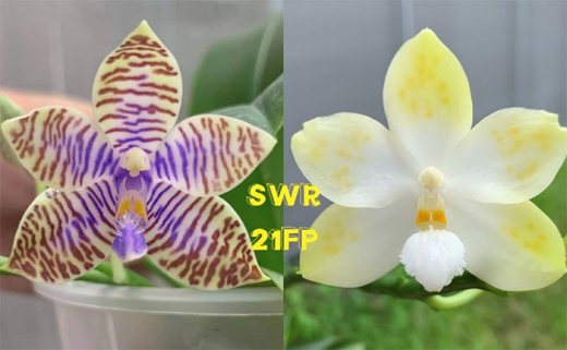 Phalaenopsis lueddemanniana f coerulea x Tzu Chiang Tetralitz 'Flava'