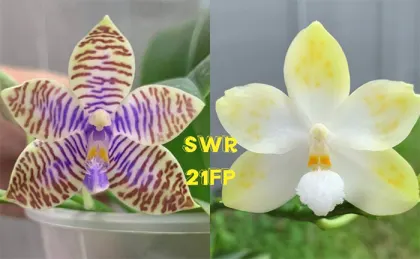 Phalaenopsis lueddemanniana f coerulea x Tzu Chiang Tetralitz 'Flava'