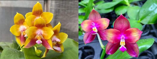 Phalaenopsis Mituo Gelb Eagle 'Y-2' x Mituo Love 'Rainbow-520'