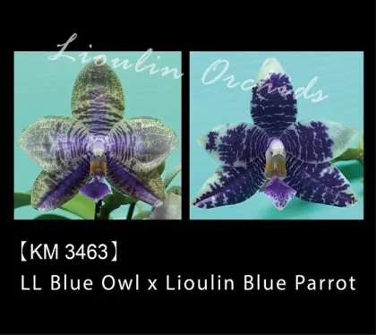 Phalaenopsis LL Blue Owl x Lioulin Blue Parrot (3463)