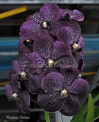 Vanda Gracie 's Heartthorb