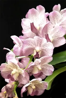 Aeridovanda Joyce Esernia