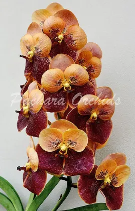 Vanda Taveesuksa x Vivien x Sankampaeng No 458