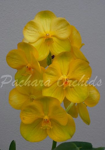 Vanda Kultana Gold x Charles Goodfellow