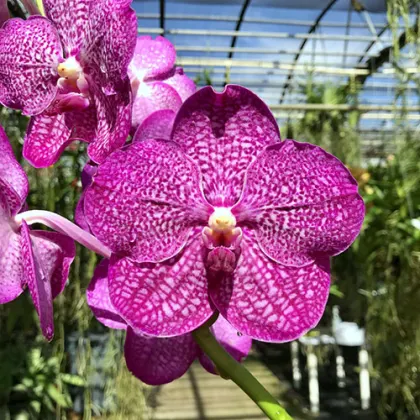 Vanda Noppadol Delight