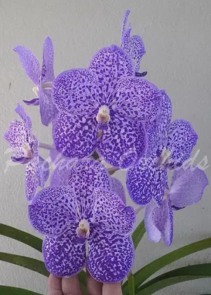 Vanda Yano Blue 'Ploenpit'