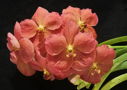 Vanda Adisak Happiness Red-Orange