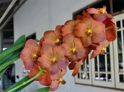 Vanda Pranom Tuan Sunset No 95