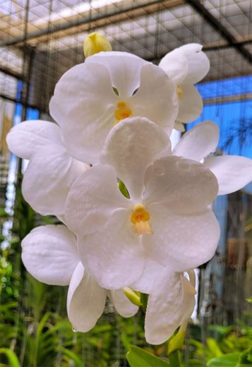 Vanda Pakchong Blue mutation, alba clone