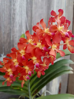 Waironara Tango Fire AM/AOS