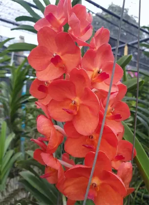 Vanda Fuchs Sunset x Pine Rivers
