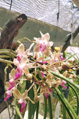 Paraphadenia Juraj Kojs 'Crownfox' HCC/ AOS