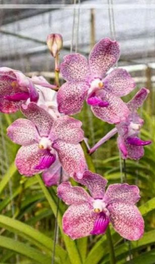 Vanda Mashima Lime x (tessellata x Mimi Palmer)
