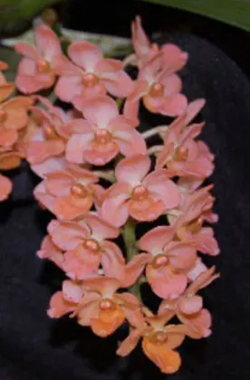 Rhynchostylis gigantea 'Peach'