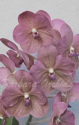 Vanda M L Velthuis x Fuchs Delight