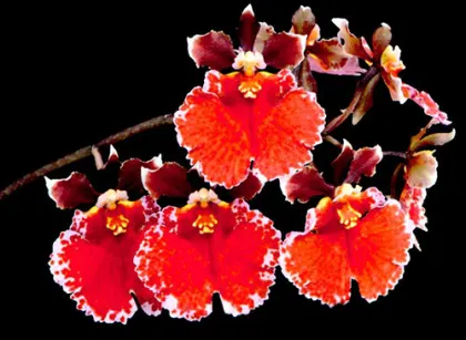 Tolumnia Jairak Flyer 'Red Spread'