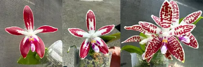 Phalaenopsis corningiana 'Blue lip' x tetraspis 'Blue'
