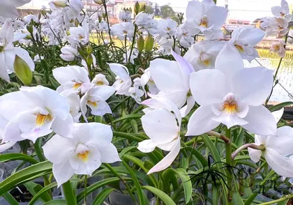 Cattlianthe Snowflake 'Frosty' 4N
