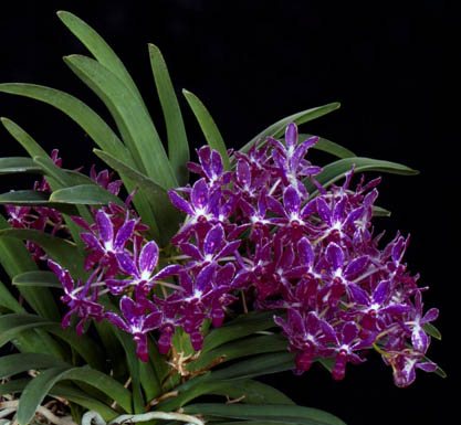Vandachostylis Pinky 'Violet Queen' (Vanda falcata x Rhynchostylis gigantea)