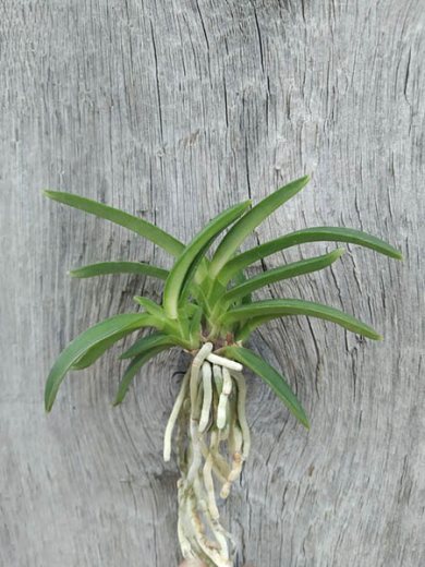 Neofinetia falcata 'Homeiden'