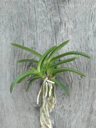 Neofinetia falcata 'Homeiden'