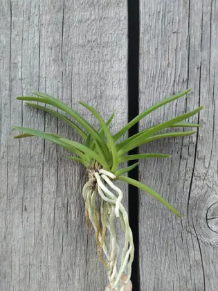 Neofinetia falcata 'Kibana'