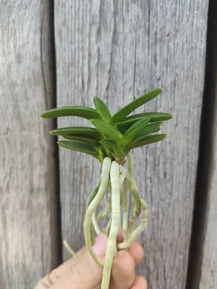 Neofinetia falcata 'Ryokuho'