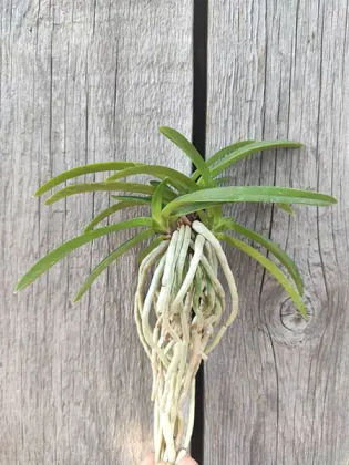 Neofinetia falcata 'Hongchun'