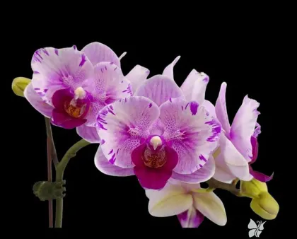 Phalaenopsis Ching Ann Gem
