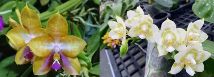 Phalaenopsis Mituo GH King Star 'Blueberry' x Mituo Golden Tiger 'Green Tiger'