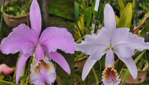 Cattleya mossiae concolor x mossiae coerulea (MD)
