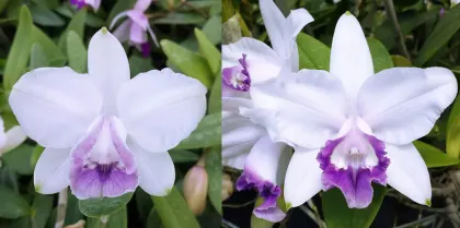 Cattleya intermedia marginata coerulea 'CG' x intermedia coerulea 'Blue Sky'
