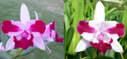 Cattleya intermedia vinicolor flamea 'Tanat' x intermedia vinicolor flamea 'Syrah'