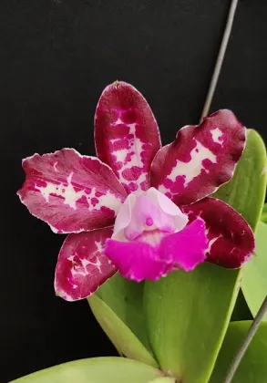 Cattleya Royal Cognac 'Wilson'