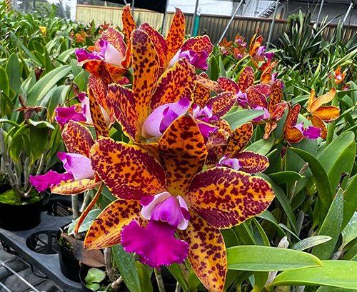 Rhyncholaeliocattleya Naomi's Delight 'SVO'