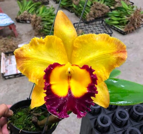 Rhyncholaeliocattleya Saeng U-Sa 'Pineapple'