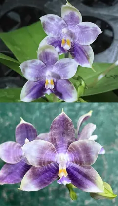 Phalaenopsis Mituo Purple Dragon '#26' x Mituo Speciosa 'Dragon'