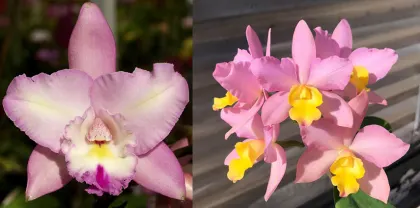 Laeliocattleya Angel Heart 'Hihimanu' AM/AOS x Laeliocattleya Sandra Laura 'PYL'