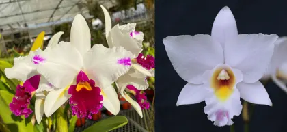 Laeliocattleya Magic Melody 'SVO' AM/AOS x Laeliocattleya Liptonii 'Snowflake' HCC/AOS