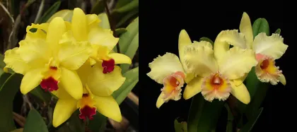 Laeliocattleya Tokyo Magic '6-1' AM/AOS x Brassolaeliocattleya George King 'Southern Cross' AM/AOS