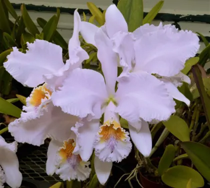 Cattleya mossiae f. coerulea 'SVO' 4n x self