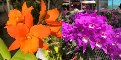 Brassolaeliocattleya Zul (Blc. Orange Nuggett 'Kadaoka' HCC/AOS x Cattleya skinneri 'Angela' FCC/AOS)