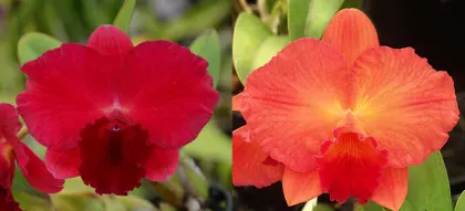 Potinara Loud Nine 'Unbeatable' x Sophrolaeliocattleya Circle of Life 'Trailblazer' AM/AOS