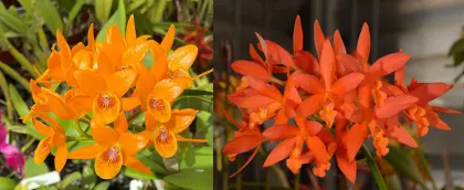 Epicattleya Atomic Kyoguchi 'SVO' x Laeliocattleya Trick or Treat 'Orange Magic' AM/AOS