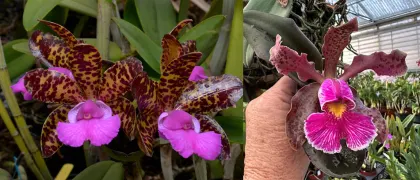 Cattleya Comets Tail 'Super Nice' 4n x Cattleya schilleriana 'Afri' SM/JOGA