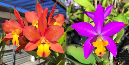 Laeliocattleya Jupiter Drops (Cattleya Orchidglade 'SVO' HCC/AOS x Laeliocattleya Tiny Treasure 'Star Amethyst' HCC/AOS)