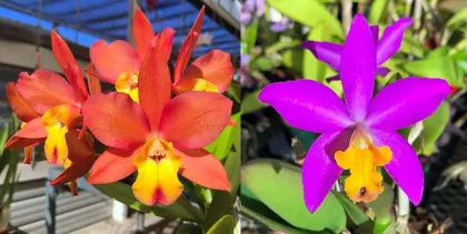 Laeliocattleya Jupiter Drops (Cattleya Orchidglade 'SVO' HCC/AOS x Laeliocattleya Tiny Treasure 'Star Amethyst' HCC/AOS)