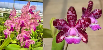Cattleya Caudebec 'Marty's Orchids' x Cattleya Motte Spot 'Pink Phantom' AM/AOS